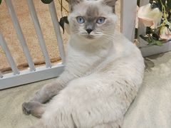 -藏猫猫咖啡主题馆(中央大道店)