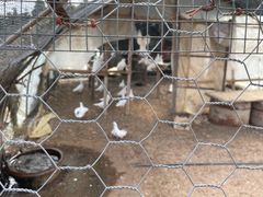 -竹上云想餐厅民宿