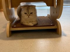 -飞行喵MR PILOT|猫舍·猫咖(静安大融城店)