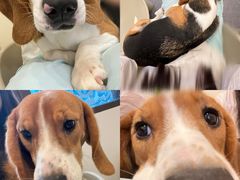 -有喵·猫咖·狗咖·40+猫狗有小奶狗(岗厦店)