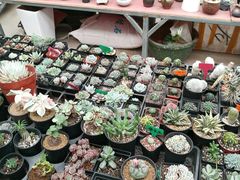-龙大花卉苗木市场