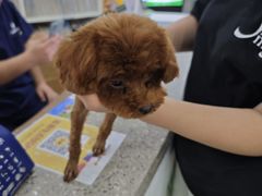 -爱侣宠医·鹦鹉专科·小型哺乳类·异宠专科(灵石路店)