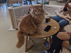 -藏猫猫咖啡主题馆(中央大道店)