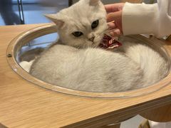 -飞行喵MR PILOT|猫舍·猫咖(静安大融城店)