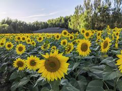 -长白岛森林公园