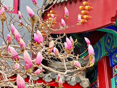 -天津大悲禅院