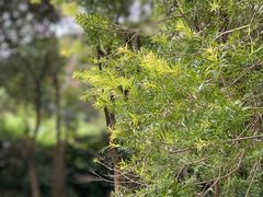 -云溪植物园