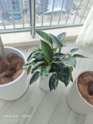 -HEYAN荷妍专业脱毛连锁机构