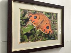 -上海昆虫博物馆