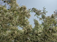 -长白岛森林公园