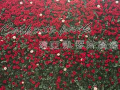 -UNI UNI(环亚凯瑟琳店)