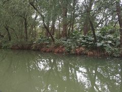 -大湾区中央湿地公园