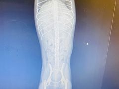 -萌兽医馆·犬猫专科·眼科中心·宠物医院(朝阳门分院)