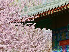 -桃花堤公园