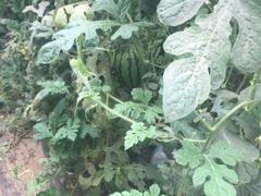 -庞各庄西瓜蔬菜采摘园·锦华瓜园