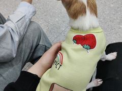 -四月宠物医院·猫专科·心脏专科·内科(转塘店)