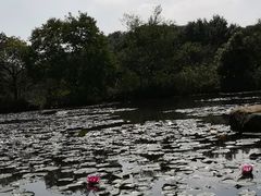 -白马涧龙池景区