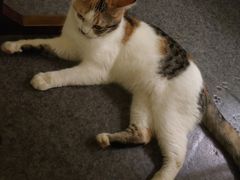 -猫色咖啡·猫咖