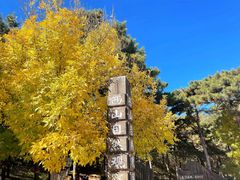 -北京西山国家森林公园