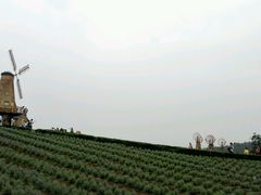 -大塘金香草谷