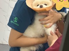 -伟伟宠物医院·CT影像中心·瑞派犬猫综合性门诊(汉口总院)