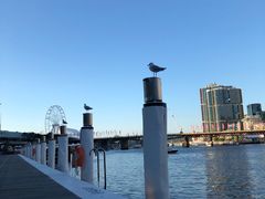 -Pancakes on the rocks(Darling Harbour)