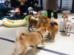 -逗柴咖啡屋·狗咖猫咖宠物桌游