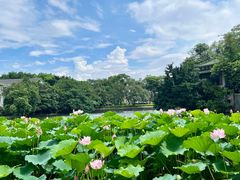 -荔湾湖公园