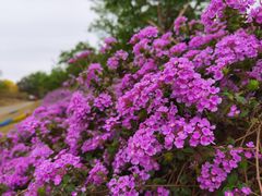 -天适樱花悠乐园