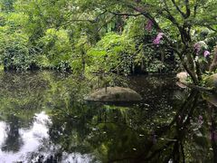 -大湾区中央湿地公园