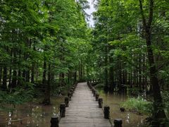 -桤木河湿地公园