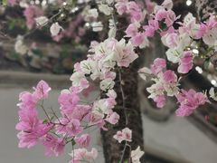 -深圳国际园林花卉博览园