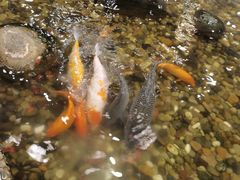 -丰圆轩粤式茶楼 . 点心粤菜(夏茅店)