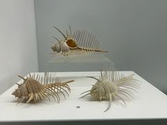-贝壳王国博物馆