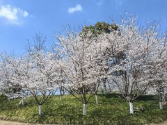 -径山花海