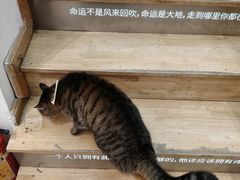 -猫的天空之城概念书店(杭州南宋御街店)