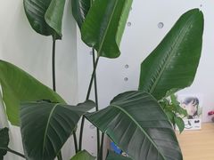 -自然之声助听器·呼吸机(康桥旗舰店)