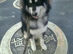 -波姐宠物家庭寄养