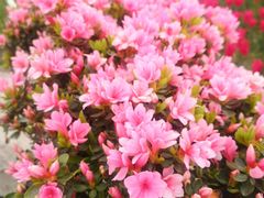-秀丽东方