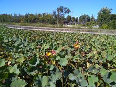 -羊亭河湿地公园