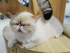 -Heymao猫咖.咖啡厅(东门店)