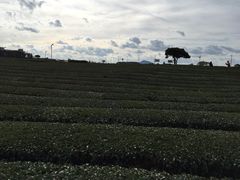 -雪绿茶博物馆