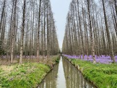 -上海长兴岛郊野公园