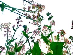 -中国天府农业博览园