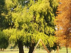 -南宁良凤江国家森林公园