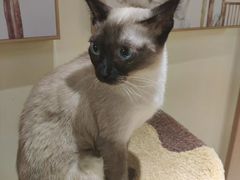 -猫和宫(六道口店)