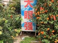 -大眼强五杯鹅·桑拿鸡煲