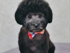 -乐琪宠物(青塔西路店)