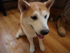 -柴犬高等学院·狗咖·柴犬售卖·宠物训练