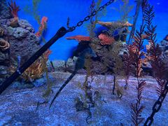 -上海海洋水族馆